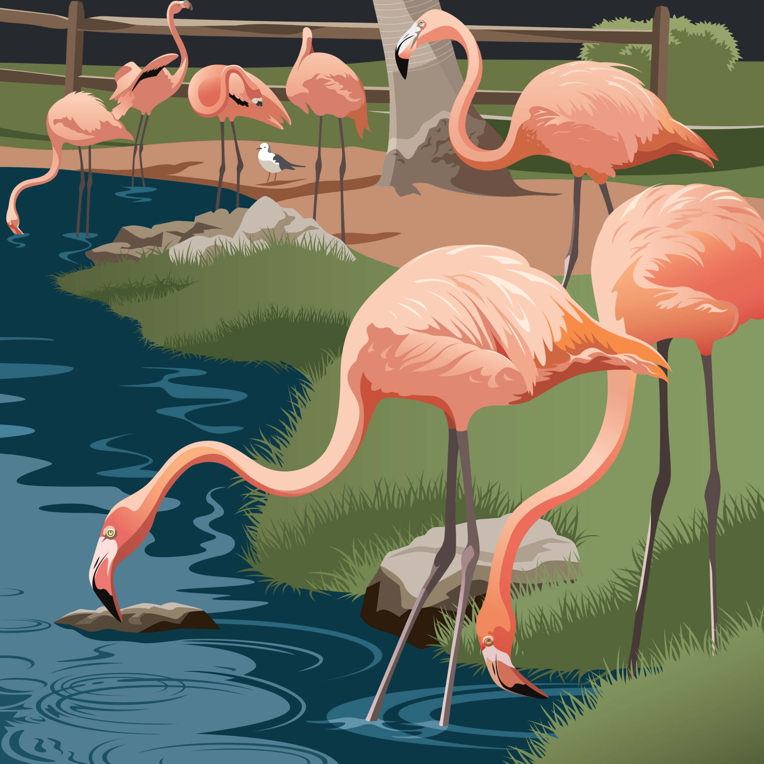 Jungle Gardens Flamingos